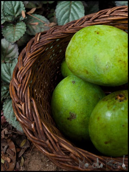 Green Mango Pickle #stepbystep #recipe masalaherb.com