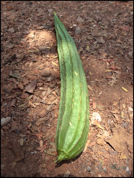 Luffa - Ridge Gourd Bhaji #stepbystep #recipe masalaherb.com