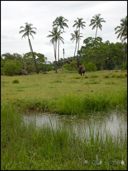#Goa in September #India #travel masalaherb.com