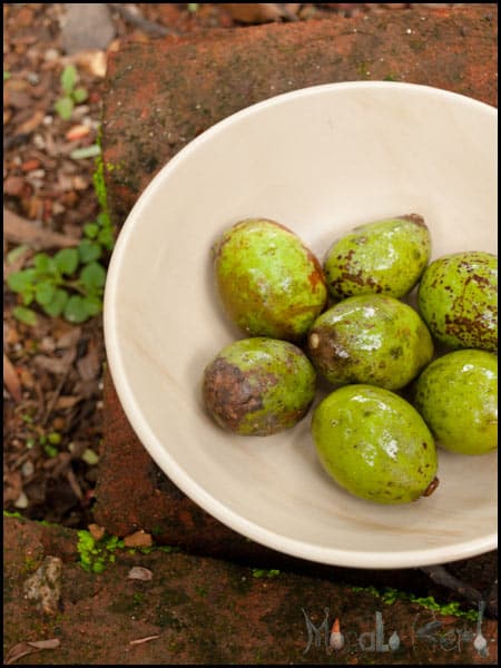 Ambade Curry - Spondias, Hog Plum #stepbystep #recipe masalaherb.com