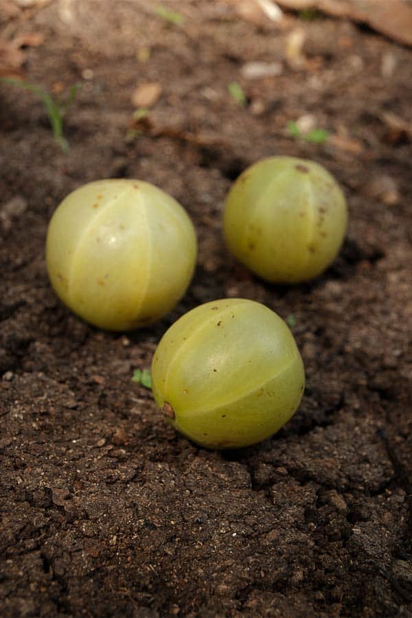 Amla Candy - How to use Amla - Amla benefits - The Indian Gooseberry #stepbystep #recipe masalaherb.com