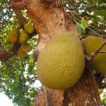 Tropical Fruit Garden India #stepbystep #recipe masalaherb.com